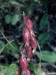 200007250694 Spotted Coral Root - Bob's lot.jpg