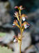 200106302388 Spotted Coral Root - Manitoulin.jpg