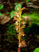 200307047190 Spotted Coral Root (Corallorhiza maculata) - Bob's Lot.jpg
