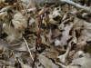 200508038590 Spotted Coral Root (Corallorhiza maculata) - Bob's Lot, Manitoulin.jpg