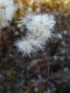 199910300042 Cotton Grass closeup.jpg (701753 bytes)