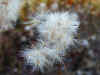 199910300042b Cotton Grass closeup.jpg (165098 bytes)