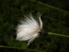 200206161104 Cotton Grass.jpg