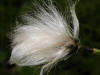 200206161105 Cotton Grass.jpg