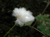 ../200209140112 tawny Cottongrass (Eriophorum virginicum) - Mt Pleasant.jpg