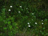 tawny Cottongrass/200306080474 tawny Cottongrass (Eriophorum virginicum) - Mt Pleasant.jpg