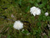 tawny Cottongrass/200306080482 tawny Cottongrass (Eriophorum virginicum) - Mt Pleasant.jpg