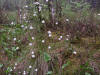 200505225806 tawny Cottongrass (Eriophorum virginicum) - Isabella Co.jpg