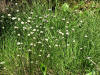 20070512131209 tawny Cottongrass (Eriophorum virginicum) - Isabella Co.JPG