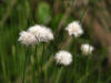 20080511123136 tawny Cottongrass (Eriophorum virginicum) - Isabella Co.JPG