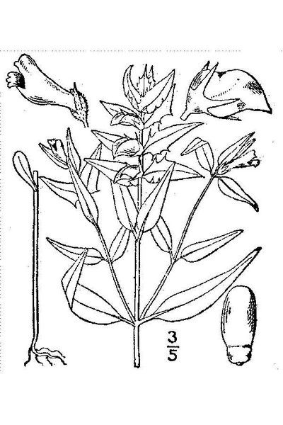 200609 Narrowleaf Cow-wheat (Melampyrum lineare) - USDA Illustration.jpg
