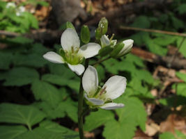 20100421141051 Crinkleroot - (Cardamine diphylla) white flowers - Oakland Co_small2.JPG
