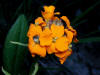 200005281471 Sanddune Wallflower (Erysimum capitatum).jpg
