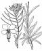 Sanddune Wallflower (Erysimum capitatum) - Britton-Brown Illustration.jpg