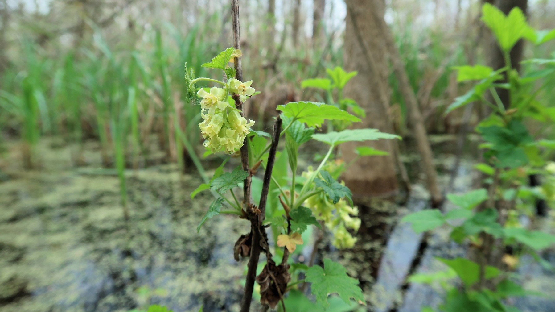 202105051328008 Gooseberry aka Wild Black Currant (Ribes americanum) yellow flower - Bald Mountain, Oakland Co, MI.JPG