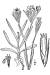 200408 Deptford Pink (Dianthus armeria L.) - USDA Illustration.JPG