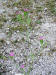 200408062214 Deptford Pink (Dianthus armeria L.) - Bob's lot, Manitoulin.JPG