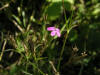 200409182498 Deptford Pink (Dianthus armeria L.) - Clinton River, Oakland Co.jpg