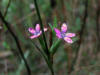 20070819170906 Deptford Pink (Dianthus armeria) - Oakland Co.JPG