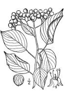 Alternateleaf Dogwood/200606 Alternateleaf Dogwood (Cornus alternifolia) - USDA Illustration.jpg