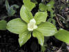 200106012143 Bunchberry (Cornus canadensis) - Manitoulin.jpg