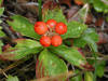200208110598 Bunchberry (Cornus canadensis) - South Baymouth.JPG