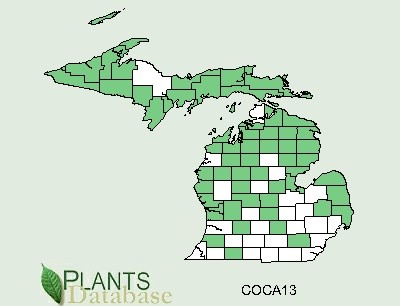 200605 Bunchberry (Cornus canadensis) - USDA MI Distribution Map.jpg