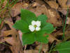 20060617114818 Bunchberry (Cornus canadensis) - Charlevoix Co.JPG