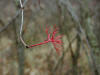 200311150138 Dogwood (Cornus L.) Branch - after berries - Isabella Co.JPG