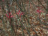 200311150143 Dogwood (Cornus L.) Branch - after berries - Isabella Co.JPG