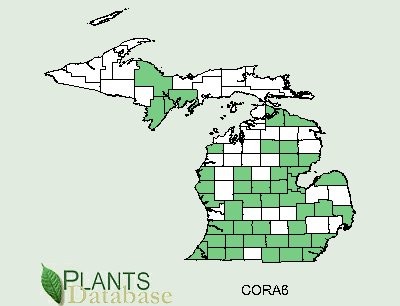 200606 (Cornus racemosa) - USDA MI Distribution Map.jpg