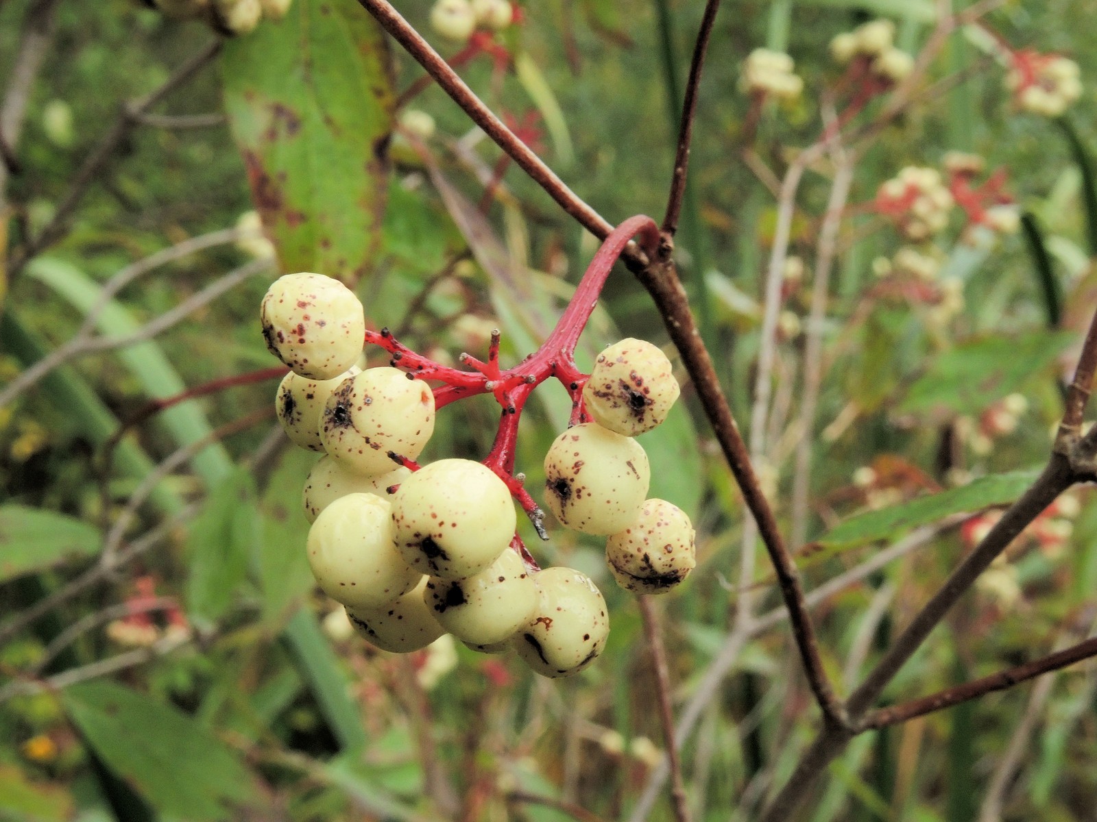 201510041512123039 Gray Dogwood Cornus racemosa) white berries - Bald Mountain R.A., Oakland Co, MI.JPG