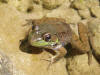 200507028259 Green Frog (Rana clamitans) - Bridal Veil Falls.jpg