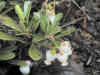 200105272002 Bearberry (Arctostaphylos uva-ursi) - Manitoulin.jpg