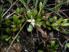 200106012150 Bearberry (Arctostaphylos uva-ursi) - Manitoulin.jpg