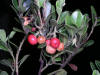 200507277791 Bearberry (Arctostaphylos uva-ursi) - Manitoulin.jpg