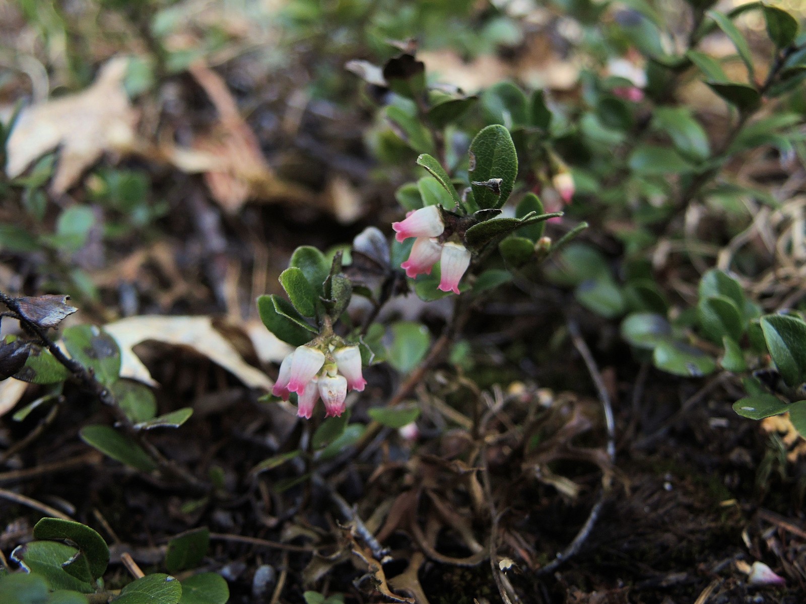 201405271236031 Bearberry (Arctostaphylos uva-ursi) - Misery Bay NP, Manitoulin Island.JPG
