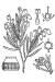 200603 Bog Rosemary (Andromeda polifolia) - USDA Illustration.jpg