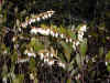 200004230866 leatherleaf bush flowering in bog.jpg (68391 bytes)