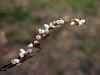 200004230878 leatherleaf bush flowering closeup.jpg (26931 bytes)