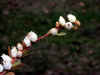 200004230886 leatherleaf bush flowering closeup.jpg (31398 bytes)