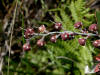 200209140143 Leatherleaf (Chamaedaphne calyculata) - Mt. Pleasant.JPG