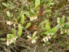 200405010447 Leatherleaf (Chamaedaphne calyculata) - Isabella Co.jpg