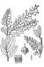 200407 Leather Leaf (Chamaedaphne calyculata) - USDA Illustration.jpg