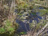 200604150314 Leatherleaf (Chamaedaphne calyculata) - Volo Bog, Lake Co. IL.JPG