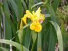 Yellow Flag/200206090954 Yellow Flag (Iris pseudacorus) - Chematogan channel, Lake St. Clair.jpg
