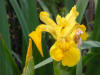 Yellow Flag/200206090958 Yellow Flag (Iris pseudacorus) - Chematogan channel, Lake St. Clair.jpg