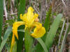 Yellow Flag/200206090960 Yellow Flag (Iris pseudacorus) - Chematogan channel, Lake St. Clair.jpg