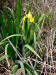 Yellow Flag/200206090963 Yellow Flag (Iris pseudacorus) - Chematogan channel, Lake St. Clair.jpg