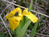 Yellow Flag/200206090973 Yellow Flag (Iris pseudacorus) - Chematogan channel, Lake St. Clair.jpg